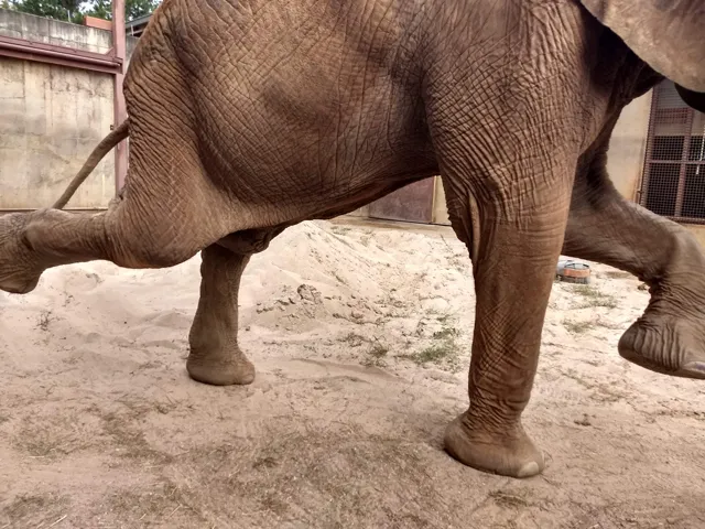 Elephant yoga split