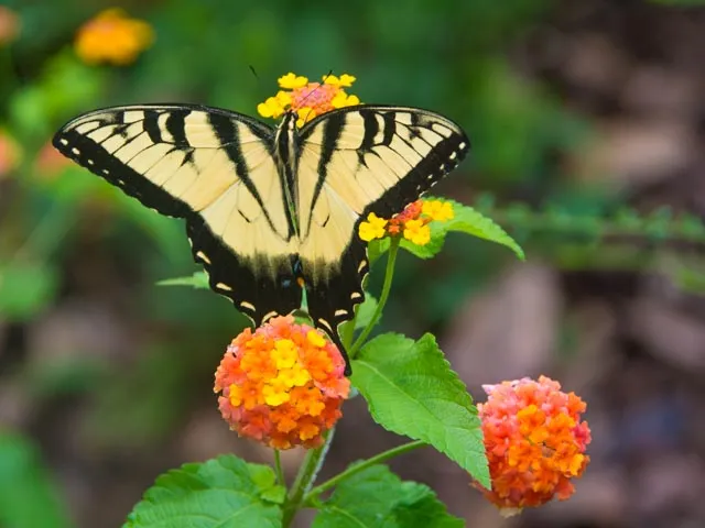 Swallowtail butterfly with its black and yellow patterned wings outstretched on lantana plant. This plant has spherical groupings of tiny yellow, orange, and pink flowers. More flowers and green bushes are visible in the blurry background.