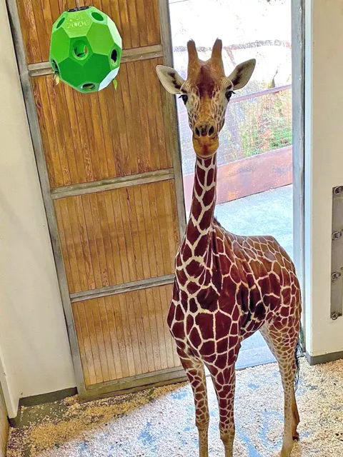 Green giraffe enrichment