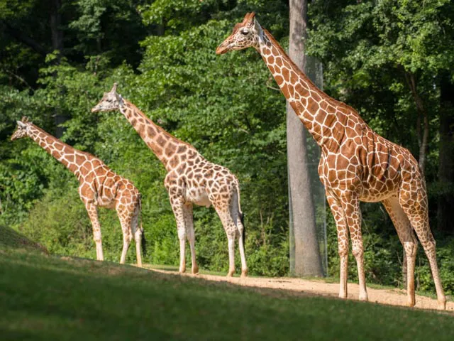 Jack, Leia and Turbo giraffes on habitat