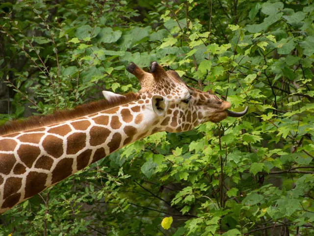 Leia the giraffe sticking out her tongue to eat leaves
