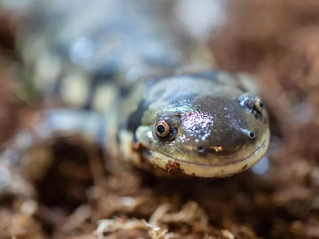 up close western tiger salamander face