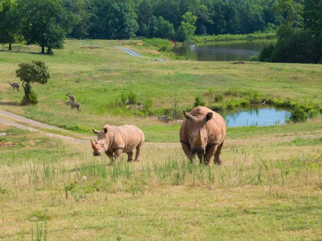 Rhinos on the Watani grasslands