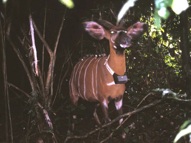 First bongo collared in Cameroon