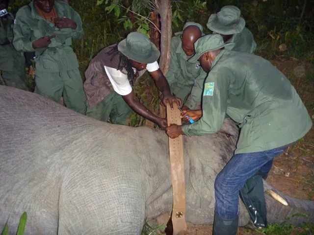 First elephant collared in Nigeria by the Zoo