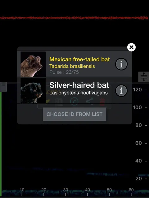 evidence of Mexican free-tailed bat