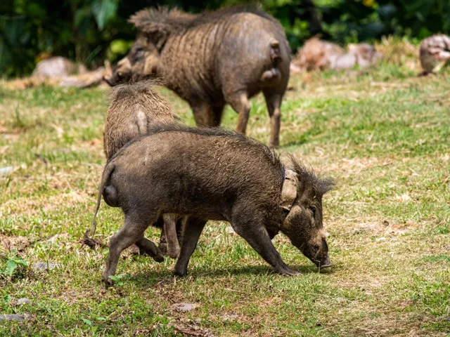 Visayan warty pig with tracking collar