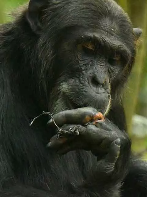Ngogo Chimpanzee