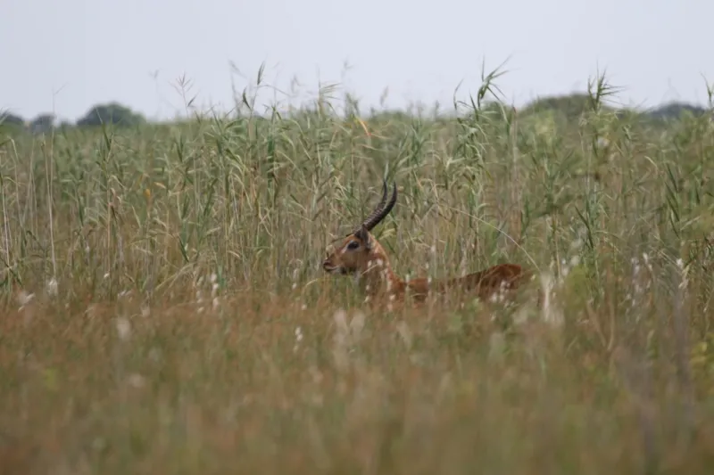 Antelope in a field of tall grass