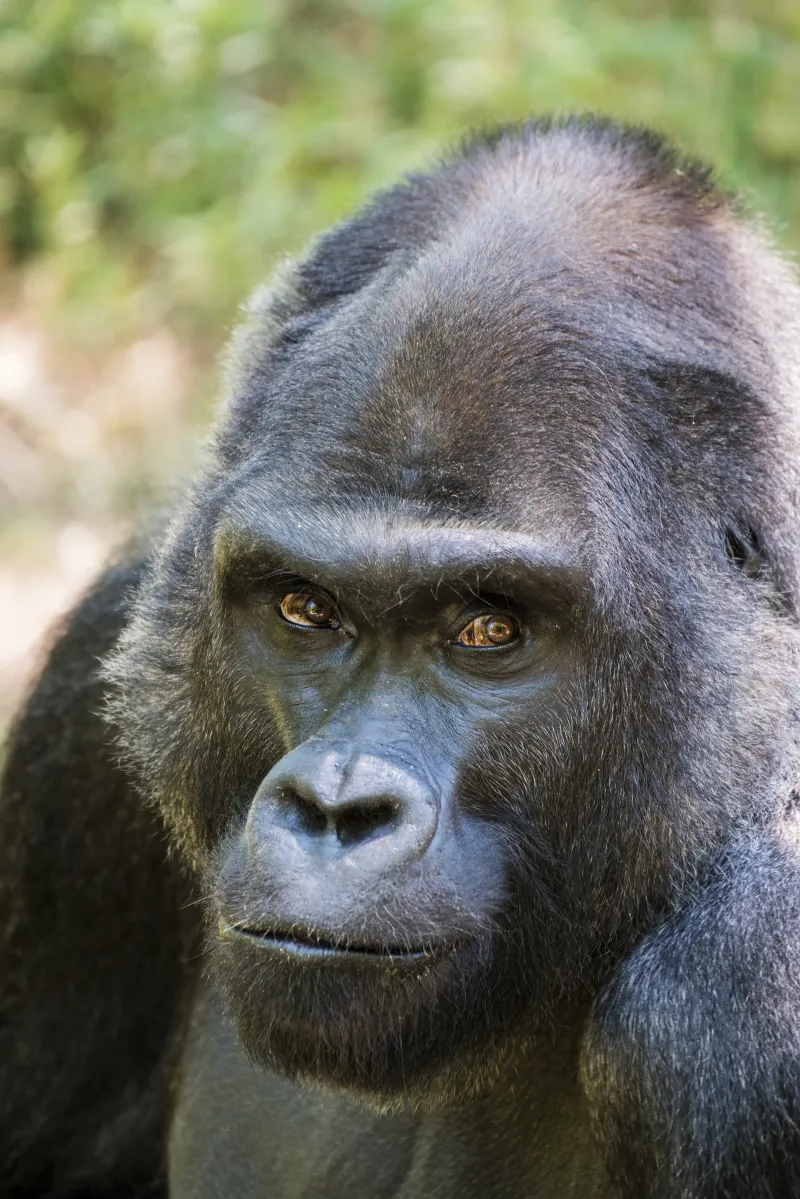 Mosuba the silverback gorilla