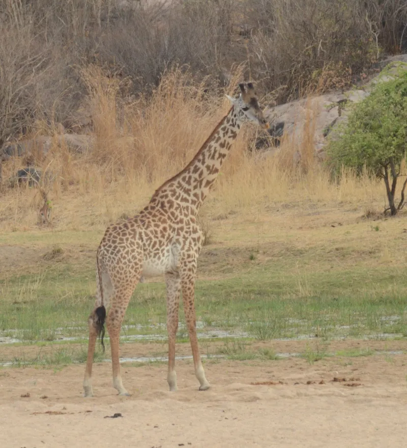 Giraffe conservation home december