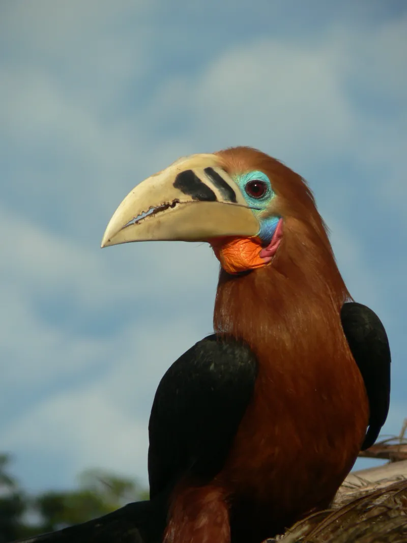 Rufous necked hornbill