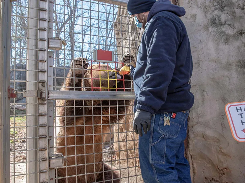 Grizzly Ronan training with keeper