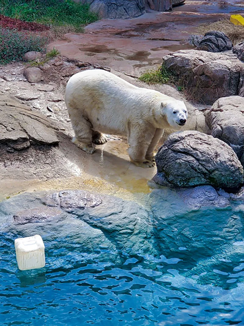 Polar Bear Payton standing at water's edge