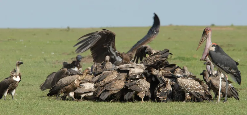 White backed vulture groupfeeding conservation