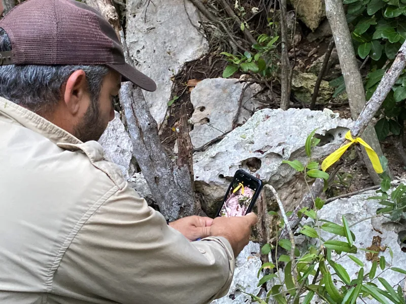 Carlos Pacheo USFWS biologist photographing a Puerto Rican Crested Toad
