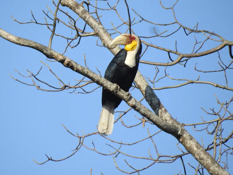 Wreathed hornbill male