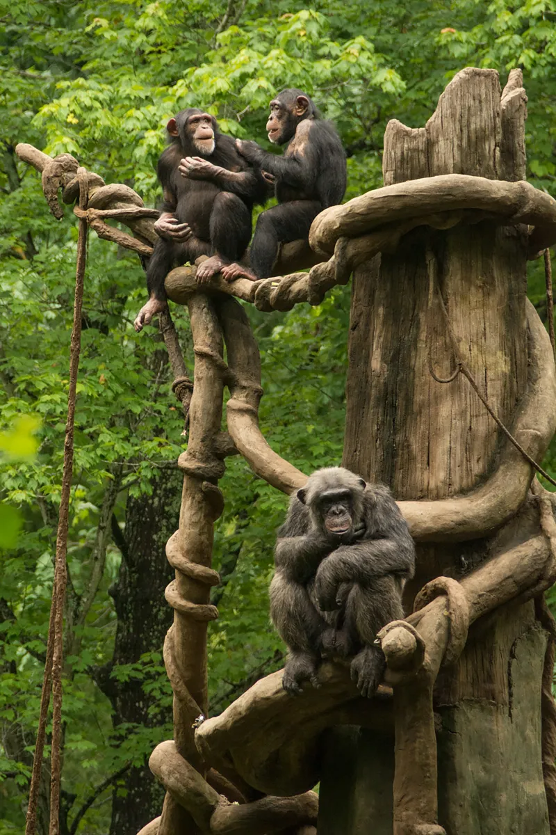 Chimps in a tree