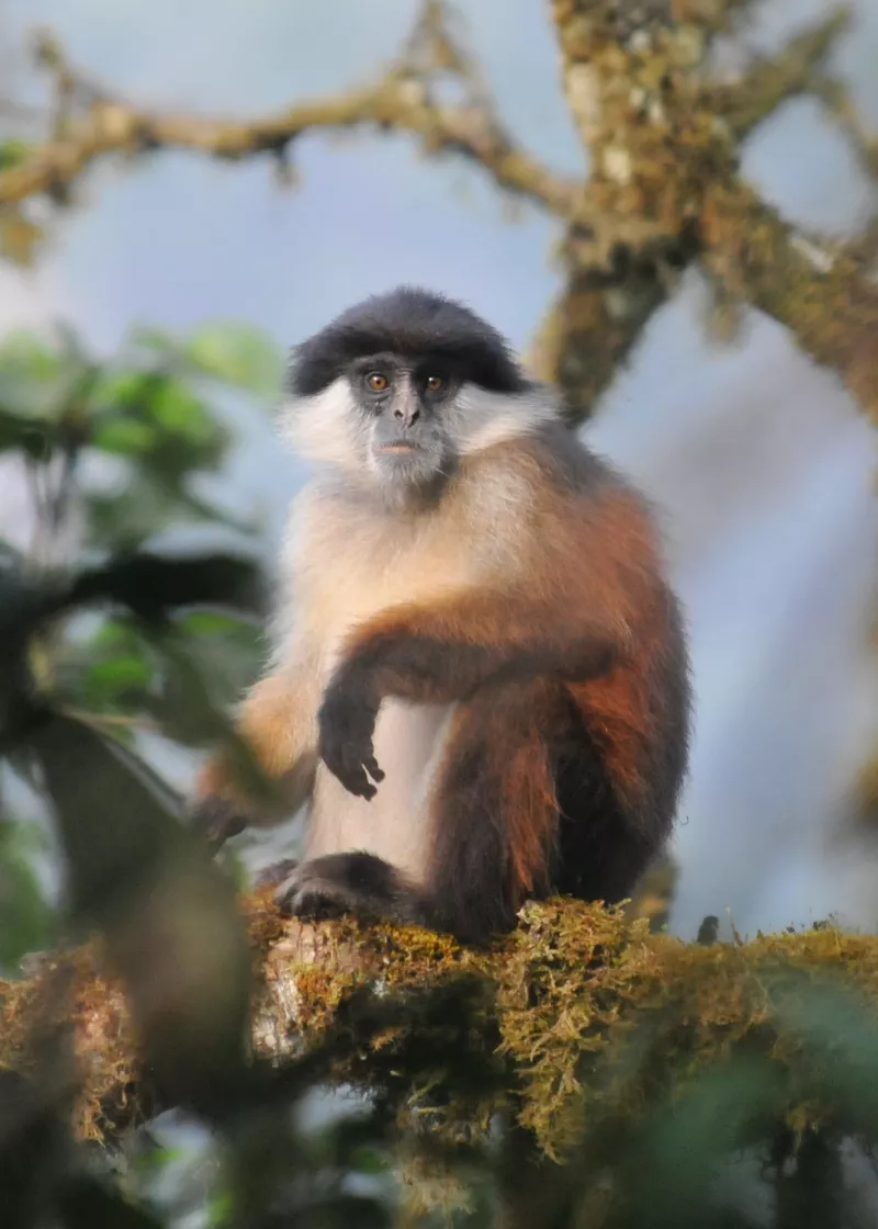 Red Colobus monkey sitting on a mossy branch.