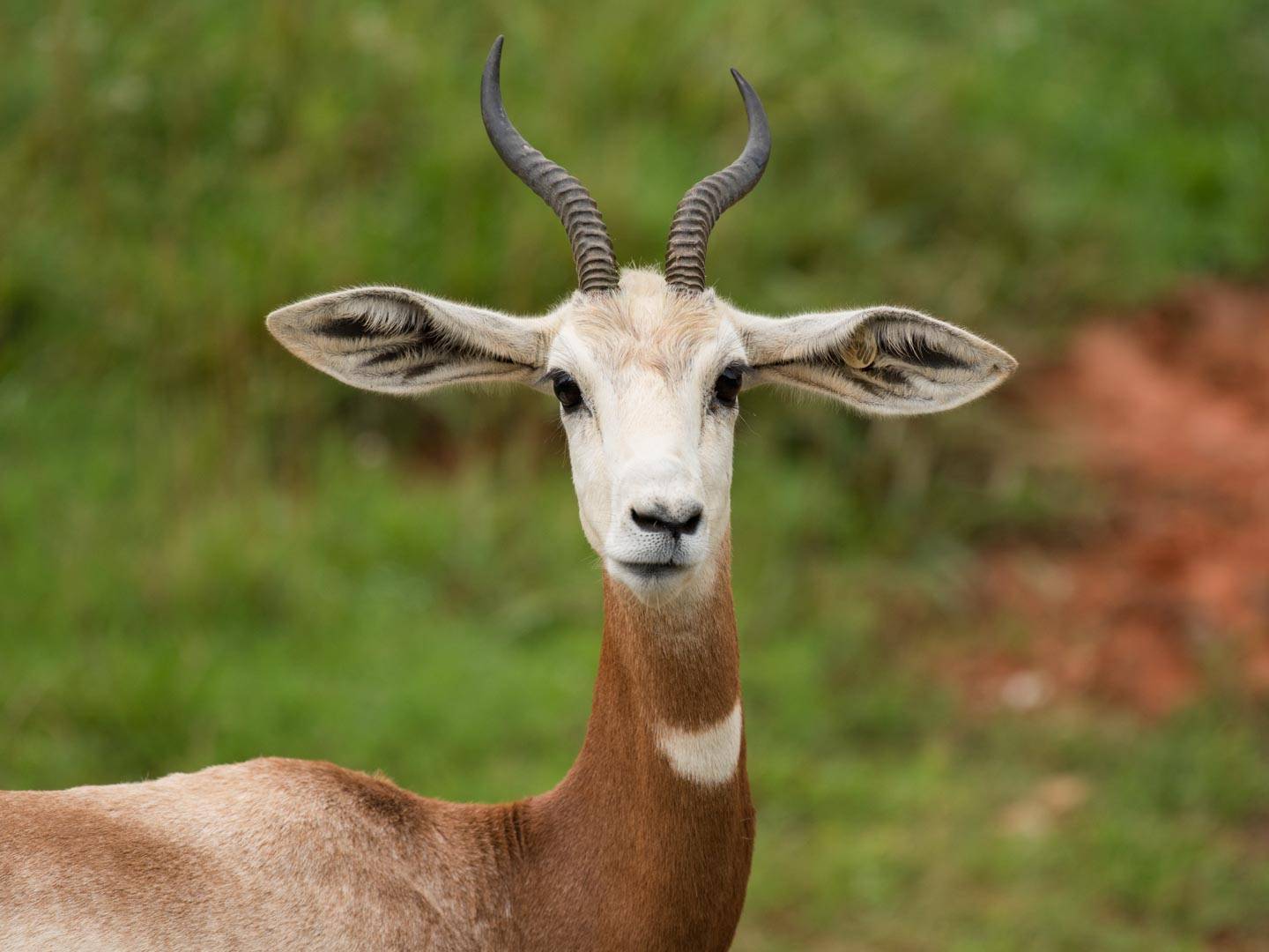 Addra Gazelle | North Carolina Zoo Addra Gazelle | North Carolina Zoo