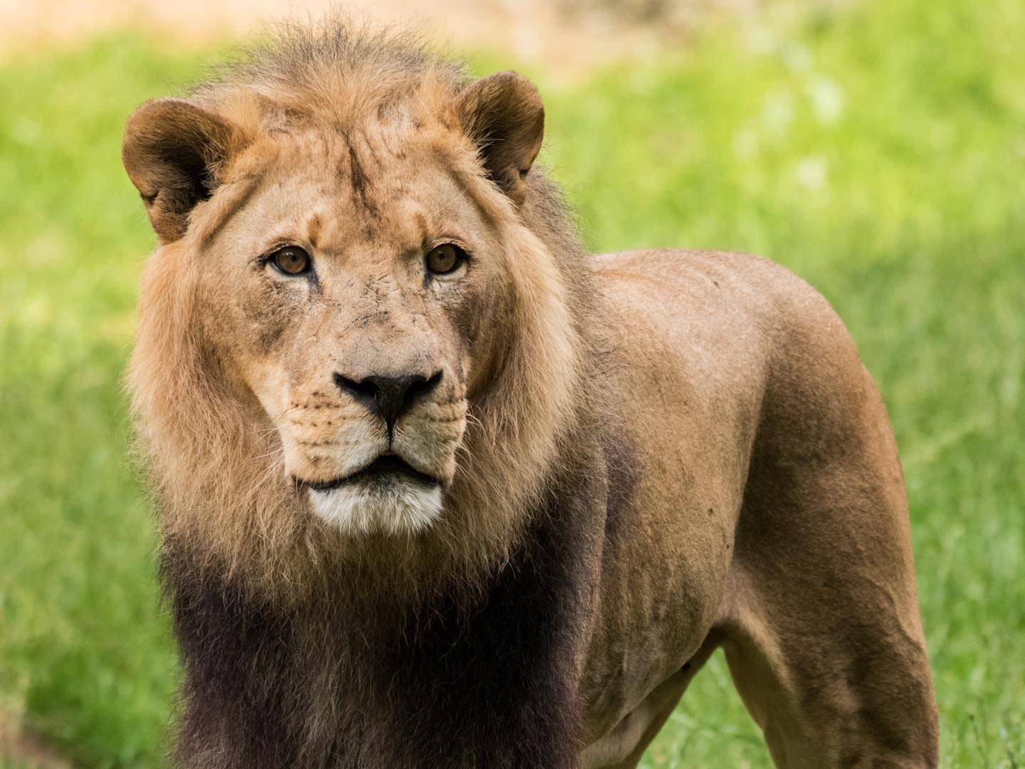 Poop in the Hallway Lion Style Love North Carolina Zoo