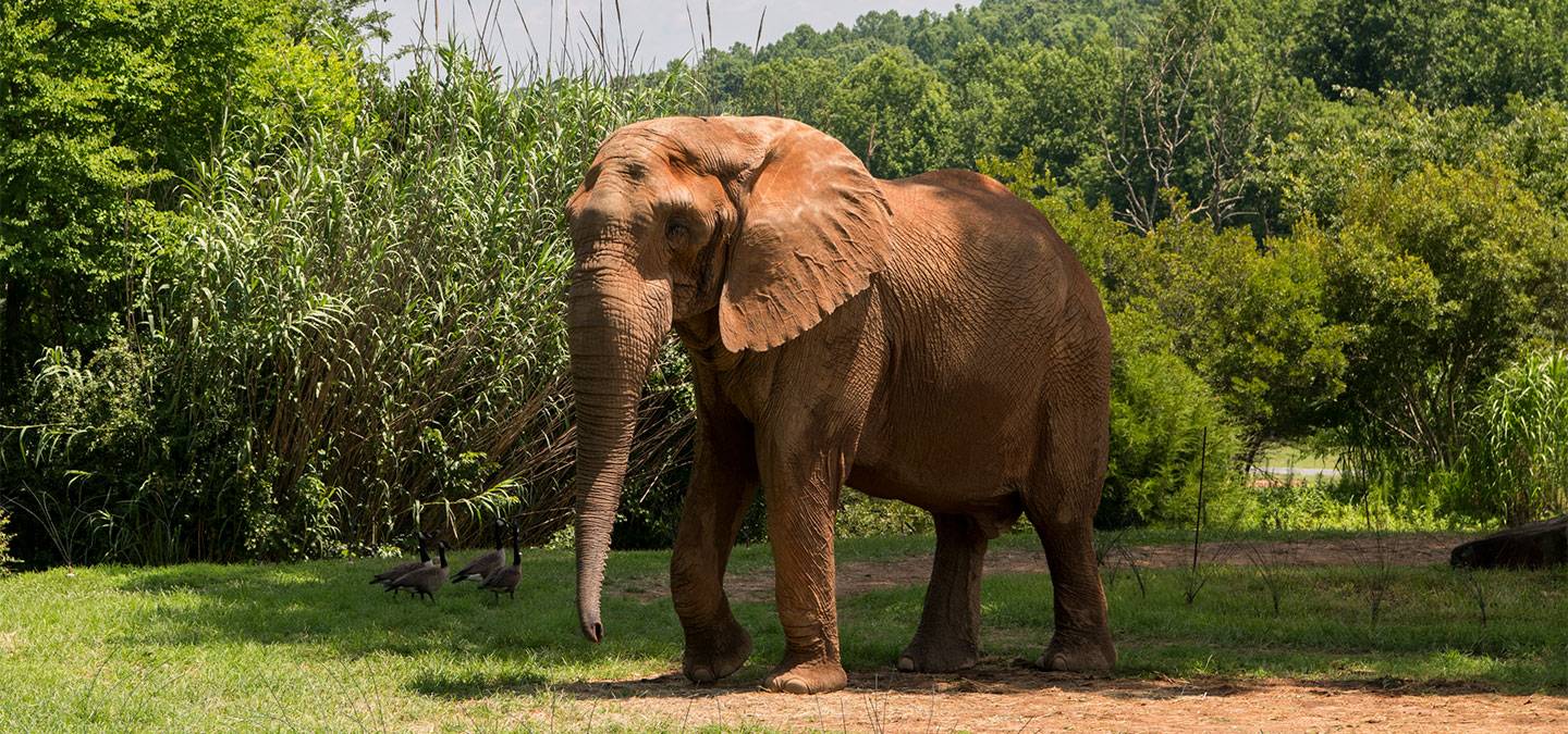 North African Elephant