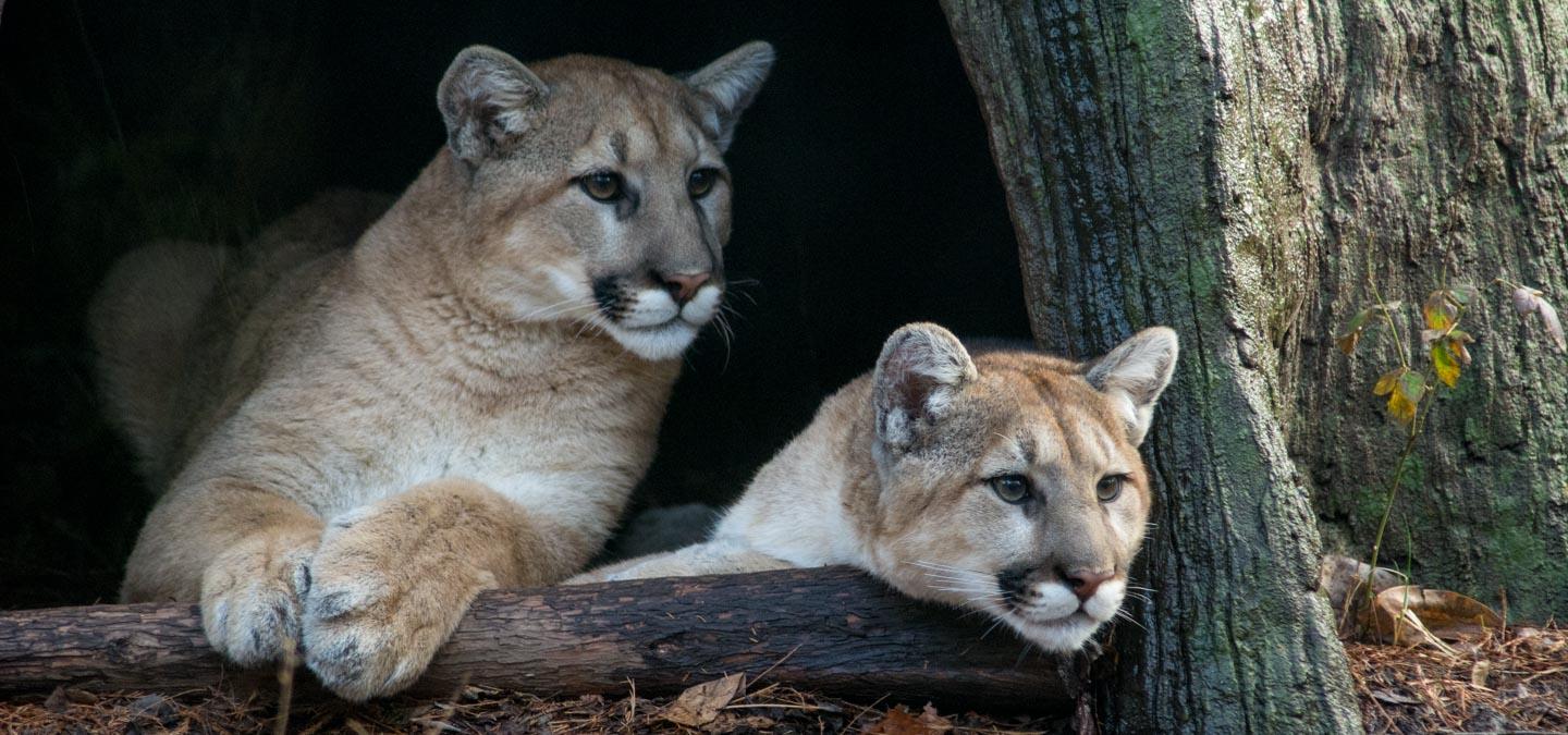 Meet Our Cougar Siblings North Carolina Zoo