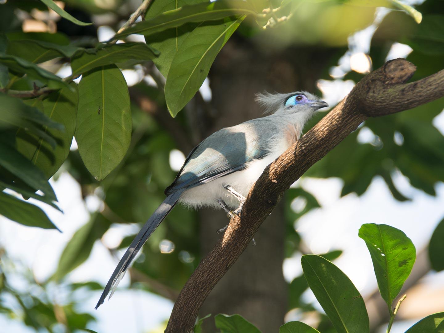 Crested Coua North Carolina Zoo