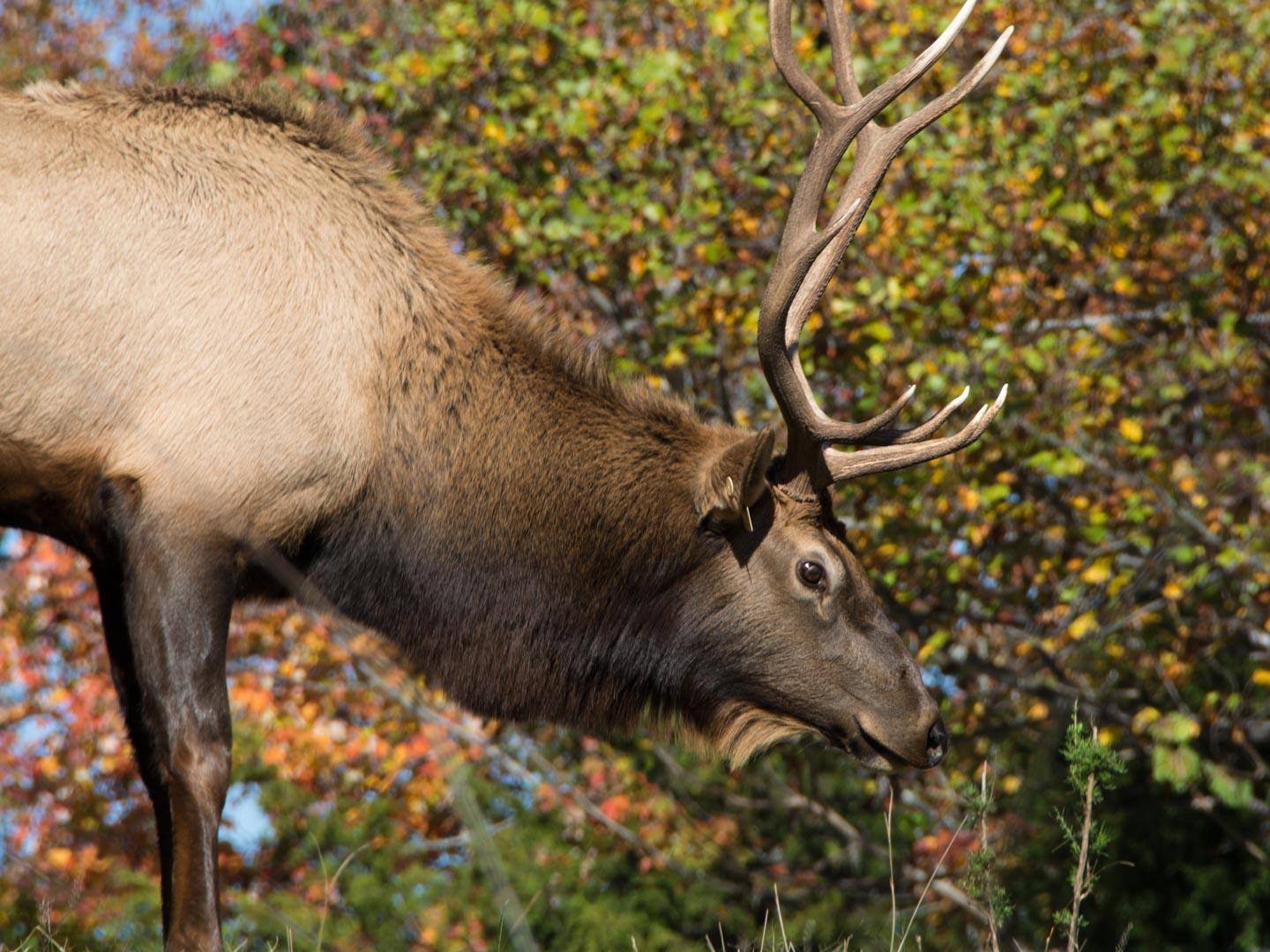 Wapiti (elk) North Carolina Zoo