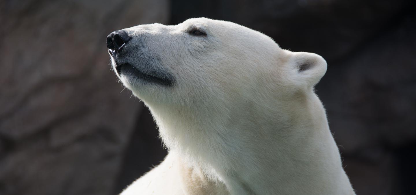 Polar Bear North Carolina Zoo