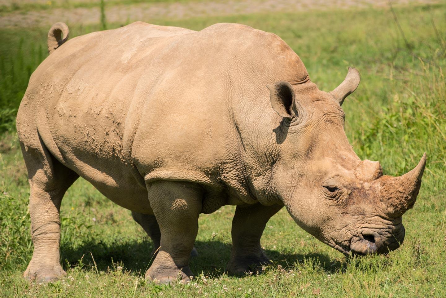 Southern White Rhinoceros | North Carolina Zoo