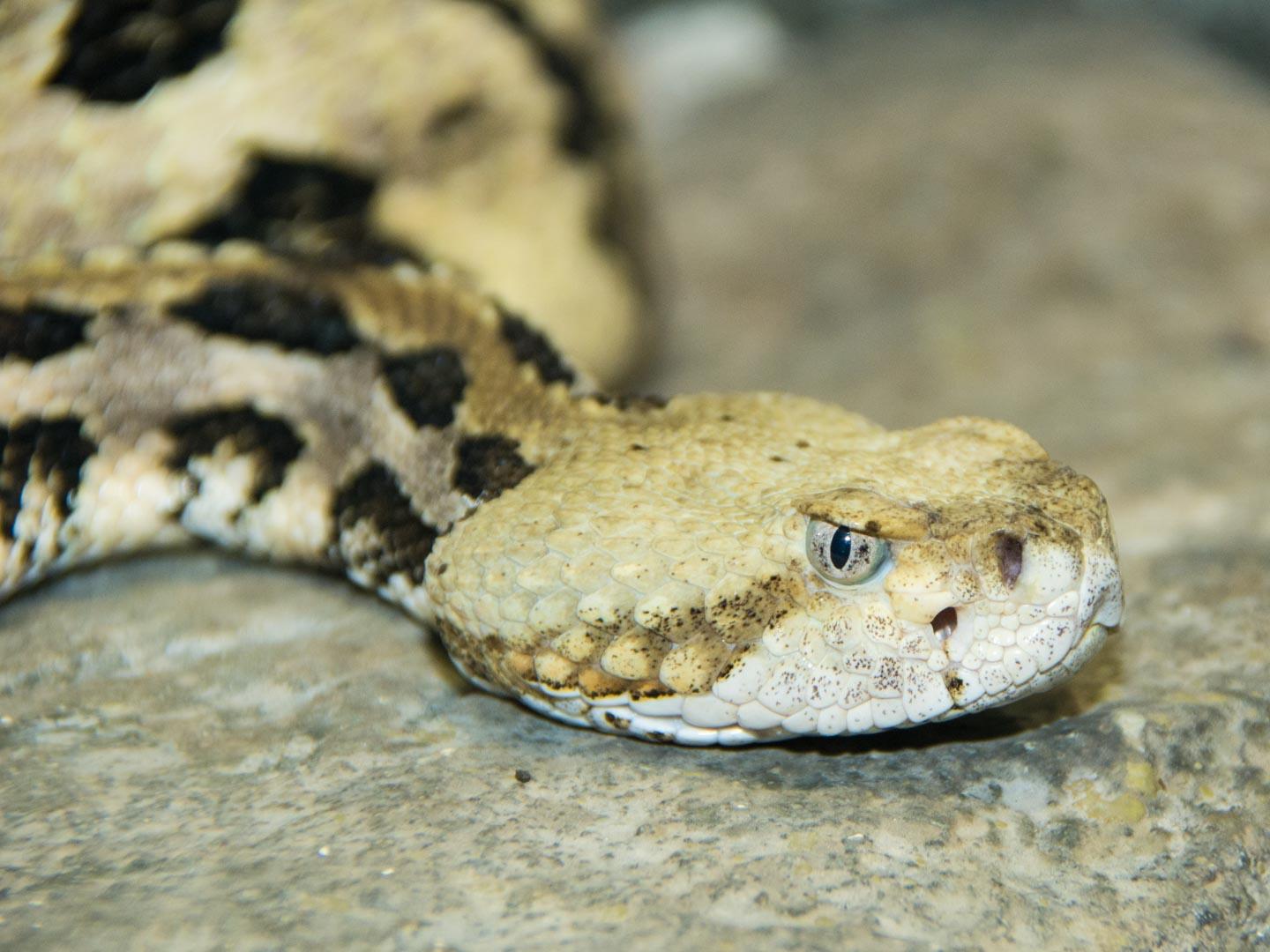 timber rattlesnake head