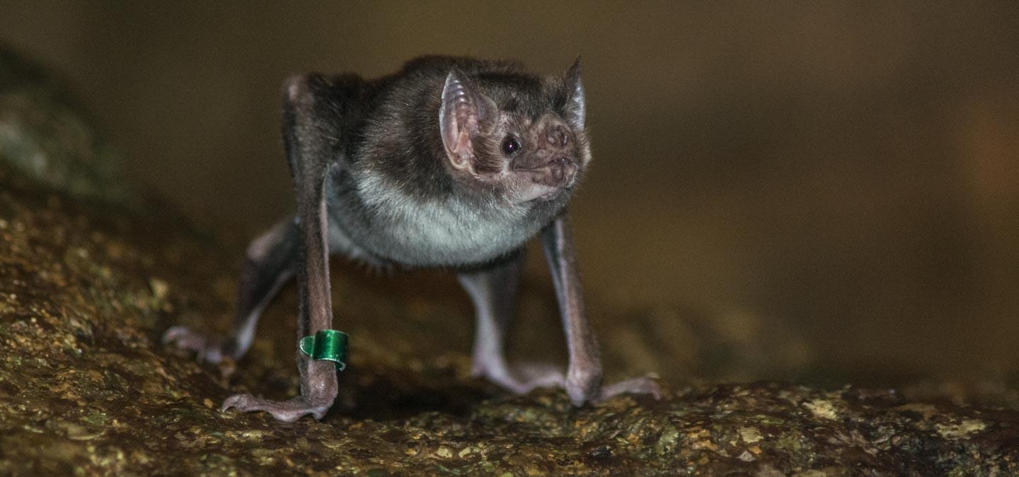 vampire bats feeding on humans