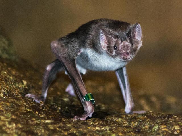 vampire bats feeding on humans