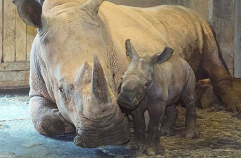 Southern White Rhino Born | North Carolina Zoo