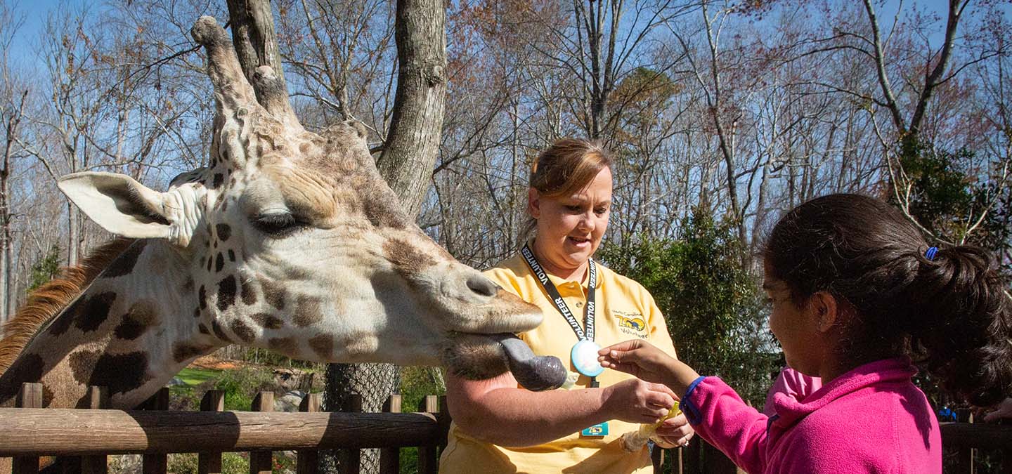 Volunteer | North Carolina Zoo