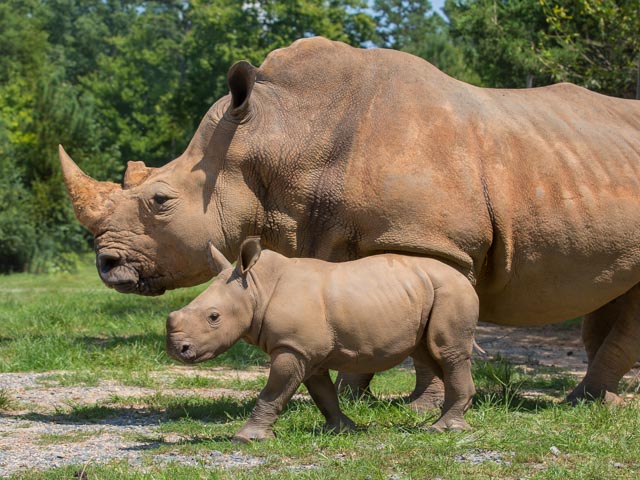Meet Our Baby Rhinos | North Carolina Zoo