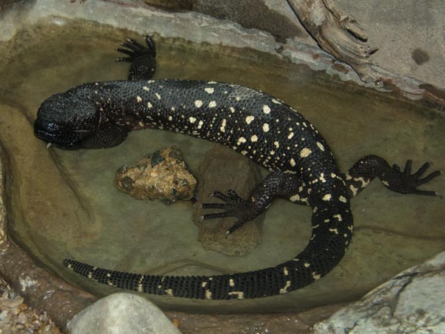 Mexican Beaded Lizard