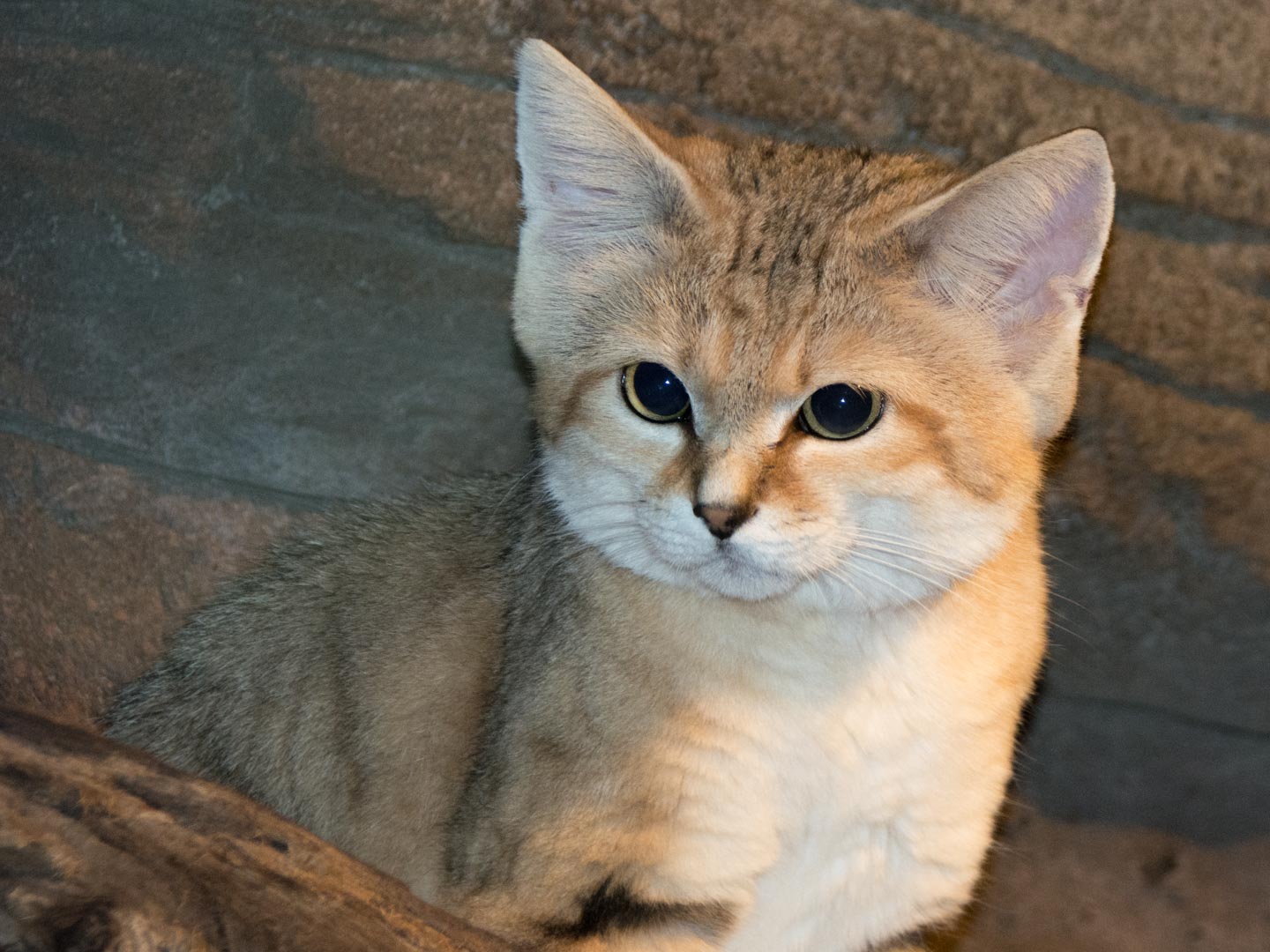 african sand cat