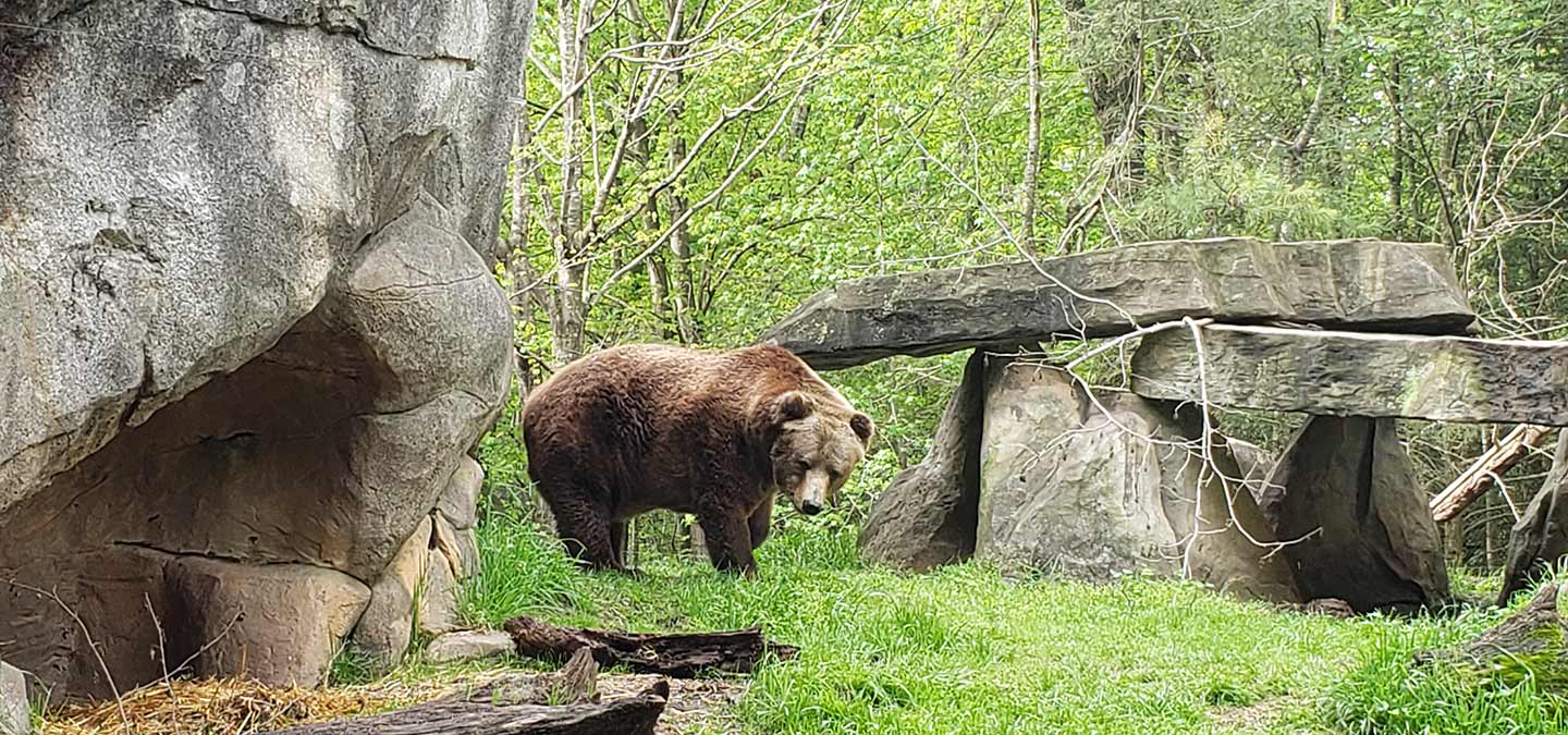 Grizzly Bears at the Central Park Zoo