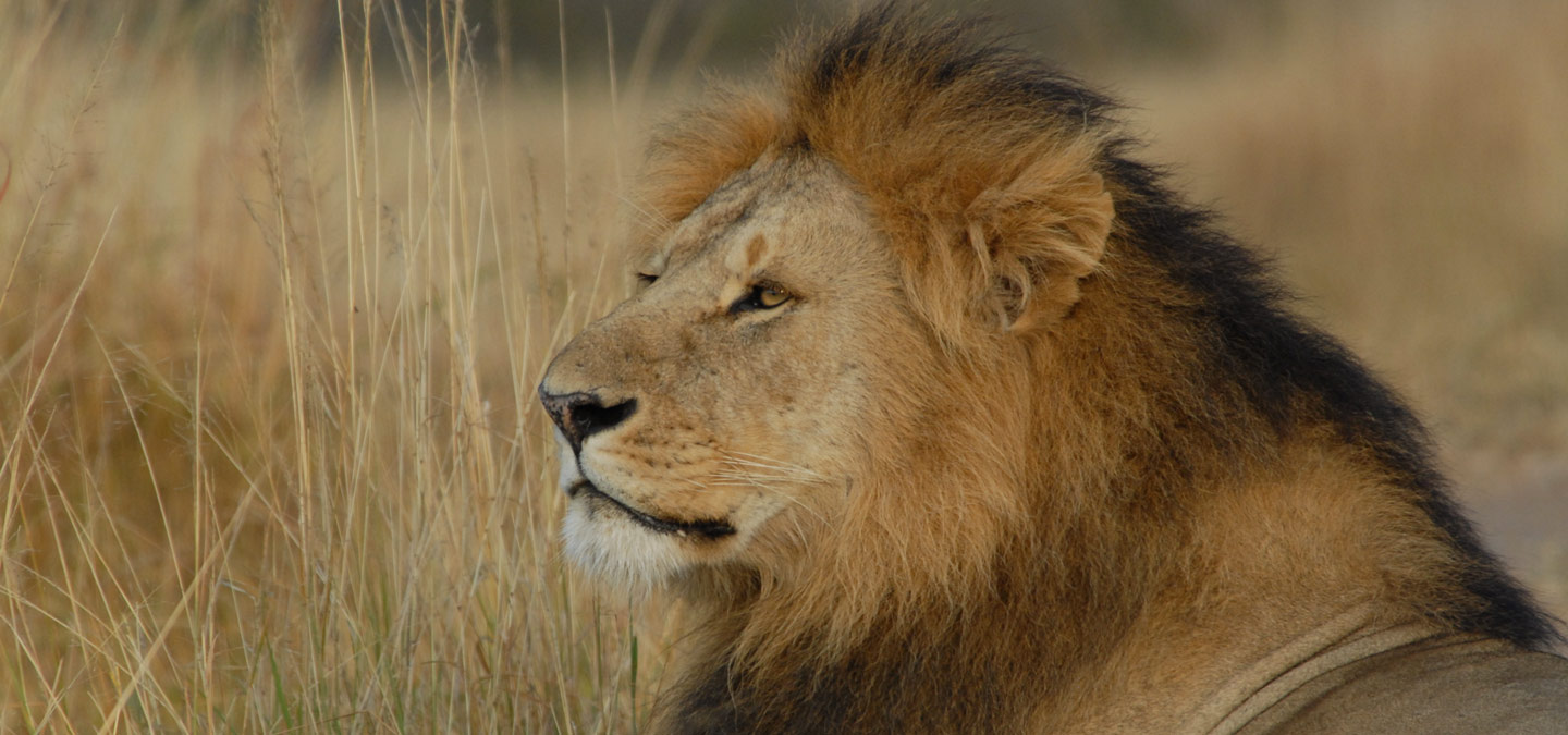 At the front lines: Implementing SMART to conserve carnivores across Africa | North Carolina Zoo At the front lines: Implementing SMART to conserve carnivores across Africa | North Carolina Zoo