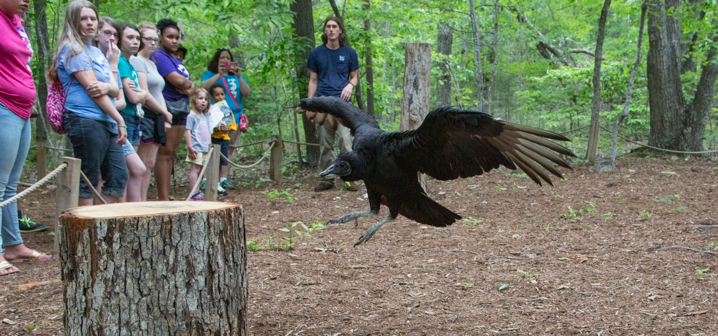 Catch a Vulture by a Toe Soap of the Savannah North Carolina Zoo