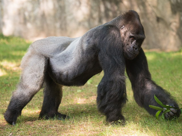8 Fun Facts about Mosuba the Silverback Gorilla | North Carolina Zoo