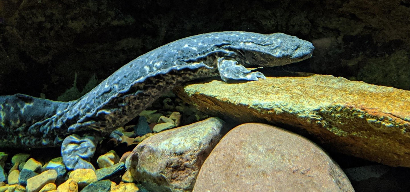 Hellbenders Caring for North America's Largest Salamander North Carolina Zoo