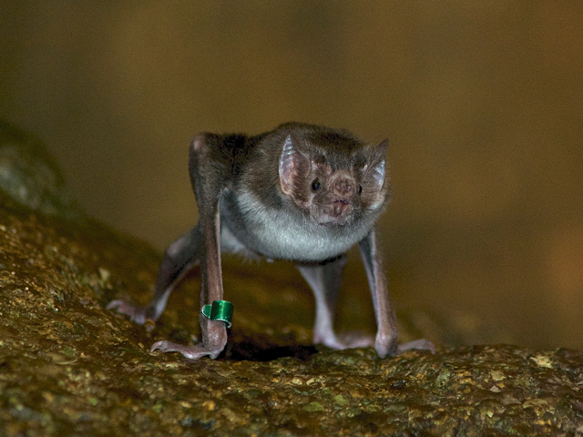 Vampire Bat Colony Care | North Carolina Zoo Vampire Bat Colony Care | North Carolina Zoo