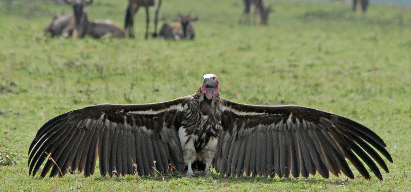 Catch a Vulture by the Toe One of These Things is Not Like the Other