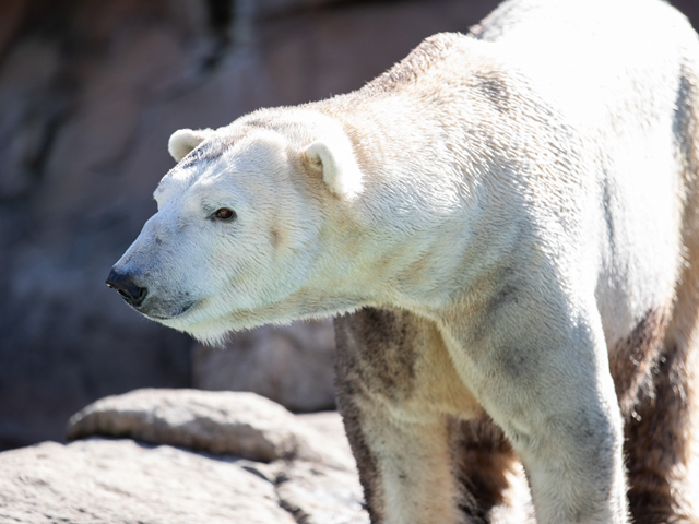 Payton's New Place - North Carolina Zoo Welcomes New Polar Bear | North  Carolina Zoo