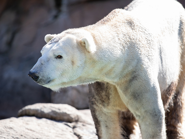 Payton's New Place - North Carolina Zoo Welcomes New Polar Bear | North Carolina Zoo Payton's New Place - North Carolina Zoo Welcomes New Polar Bear | North Carolina Zoo