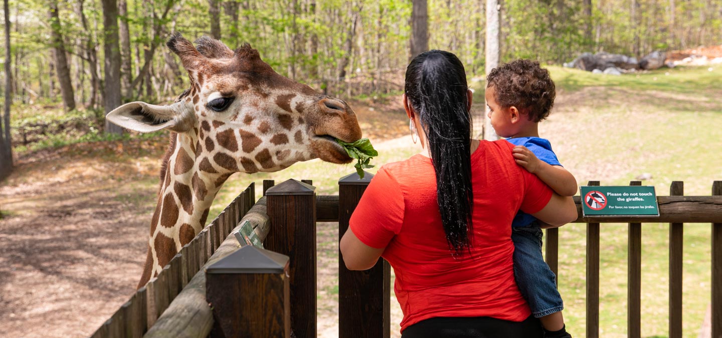 Acacia Station Giraffe Deck North Carolina Zoo