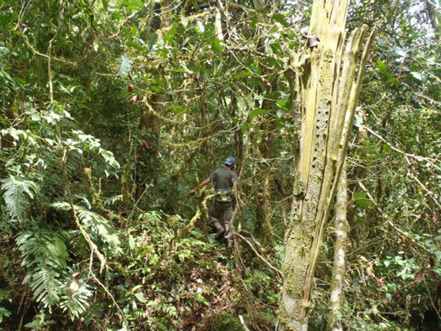 Red Colobus: Conserving Africa’s Most Threatened Monkeys | North